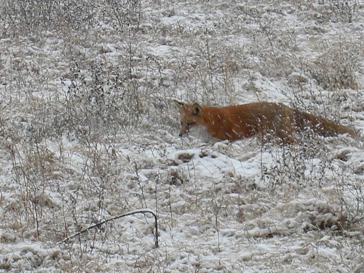 Christmas Fox 2007 002.JPG